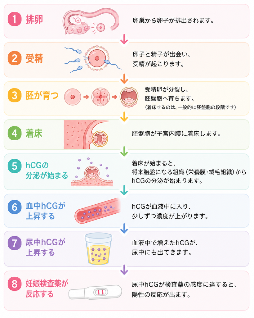 排卵から受精・着床・hCG分泌を経て、妊娠検査薬が反応するまでの流れを示した図