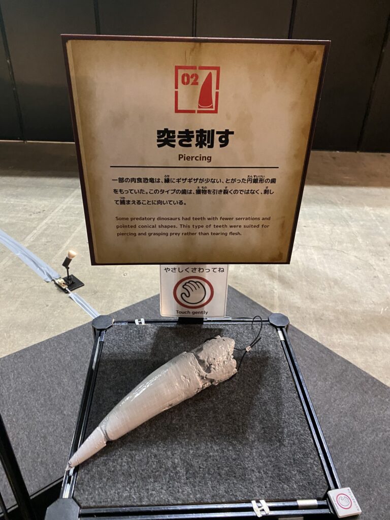 ヨコハマ恐竜展2026の「突き刺す」肉食恐竜の歯の展示